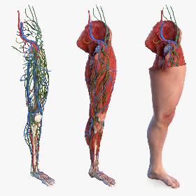 Male Leg Full Anatomy and Skin 3D model